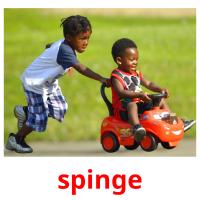 spinge picture flashcards