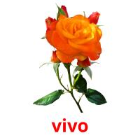 vivo picture flashcards