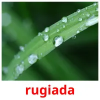 rugiada cartões com imagens