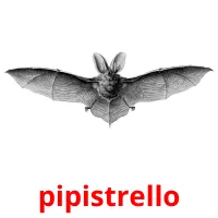 pipistrello cartes flash