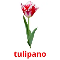 tulipano cartes flash