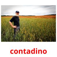 contadino picture flashcards