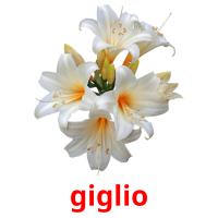 giglio picture flashcards