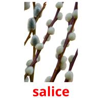 salice card for translate