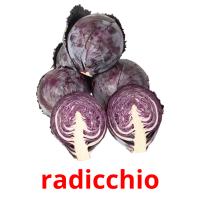 radicchio flashcards illustrate