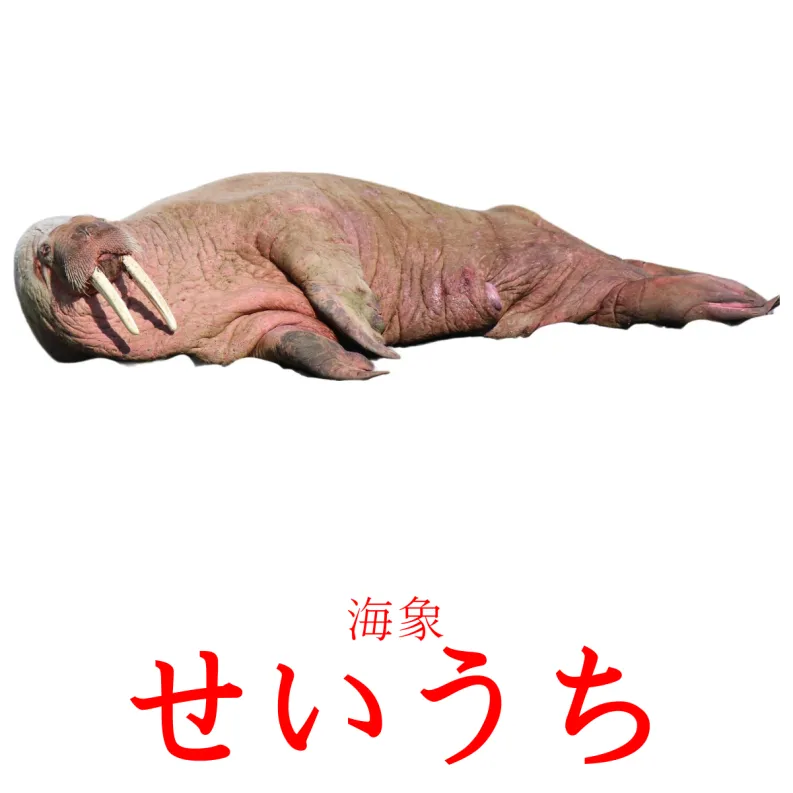 29 Cartes Nomenclature Montessori Les Animaux Marins Gratuit A Imprimer En Japonais Pdf