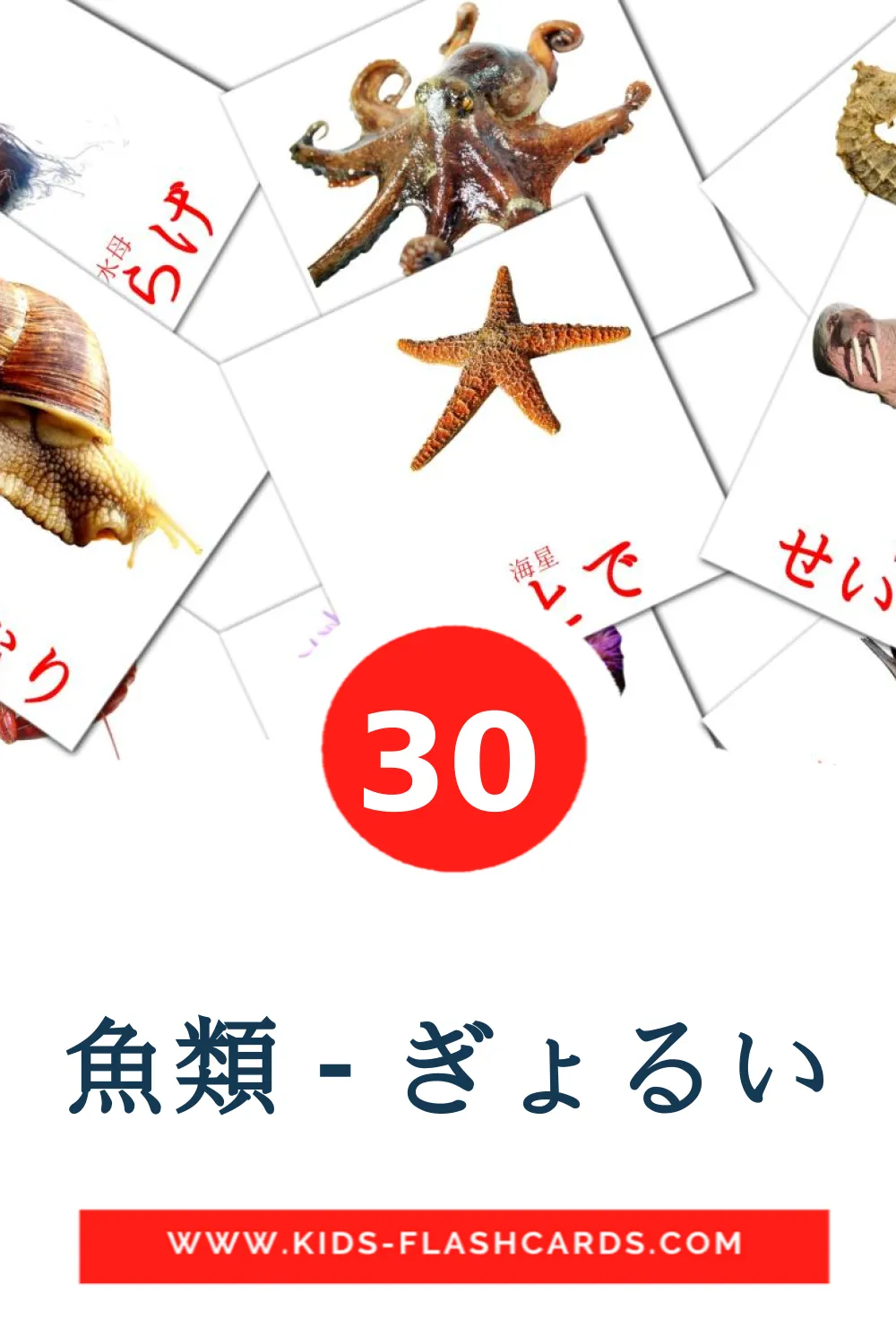 30 魚類 - ぎょるい Picture Cards for Kindergarden in japanese