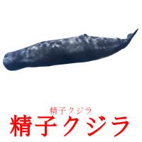 精子クジラ picture flashcards