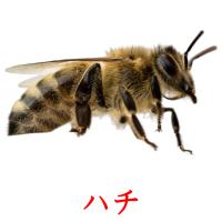 ハチ picture flashcards
