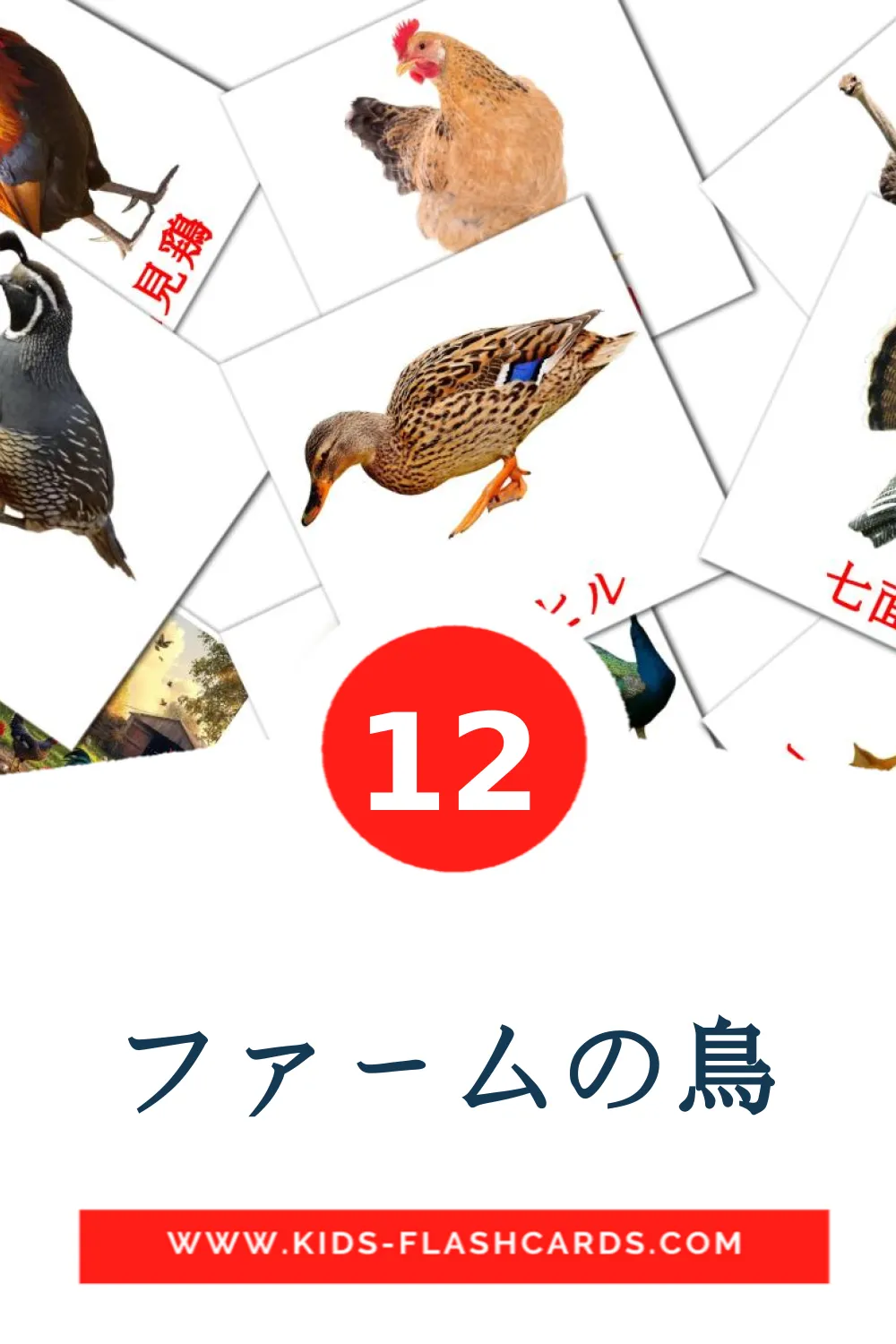 12 carte illustrate di ファームの鳥 per la scuola materna in giapponese