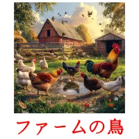 ファームの鳥 flashcards illustrate