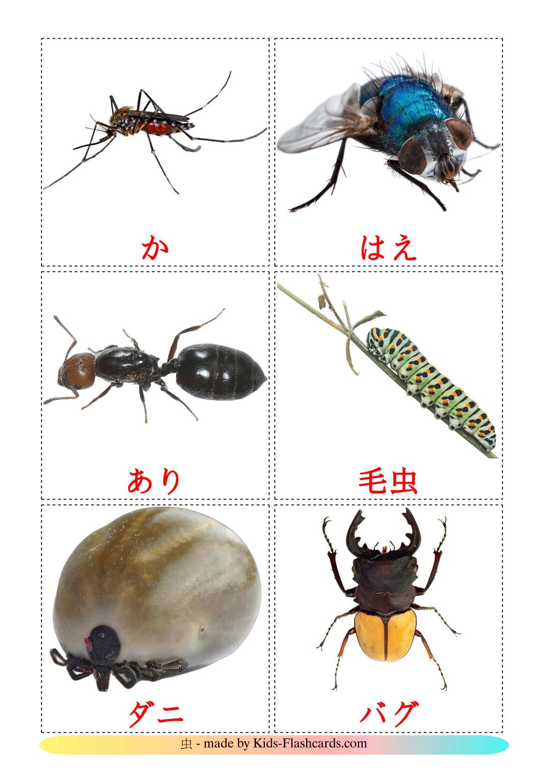 Insects - 23 Free Printable japanese Flashcards 
