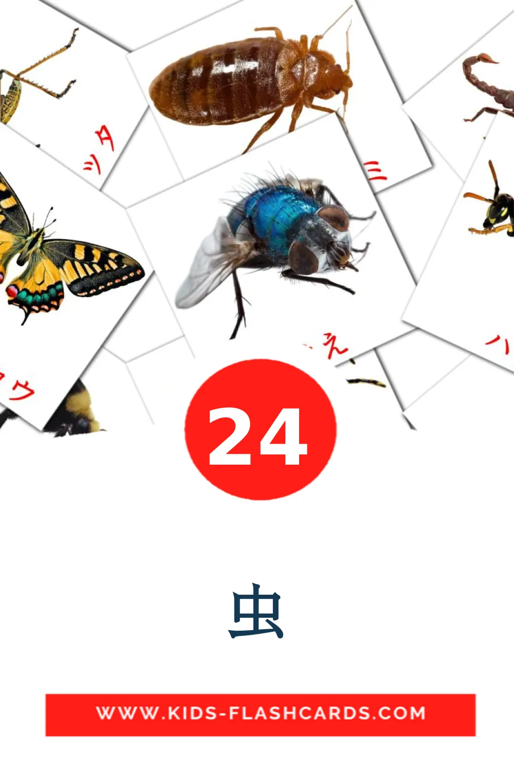 24 虫 Picture Cards for Kindergarden in japanese