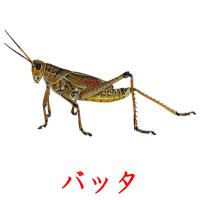 バッタ card for translate