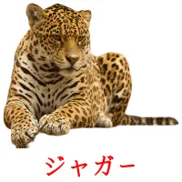 ジャガー picture flashcards