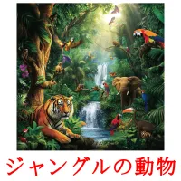 ジャングルの動物 picture flashcards