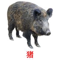 猪 card for translate