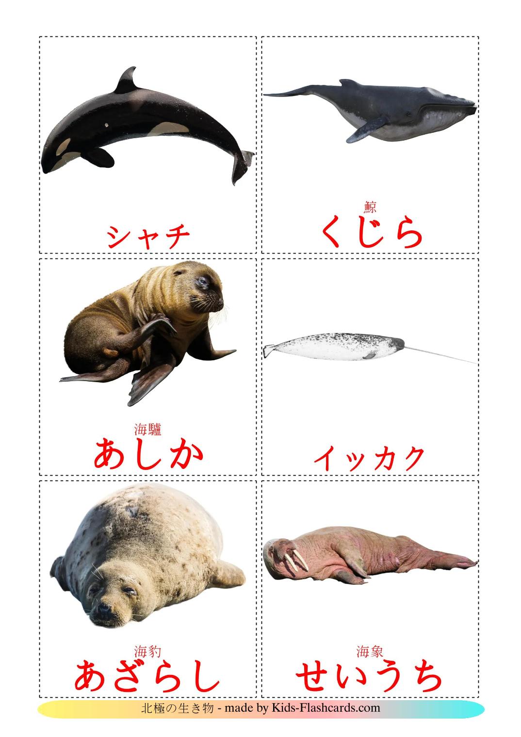 Animali artici - 15 flashcards giapponese stampabili gratuitamente