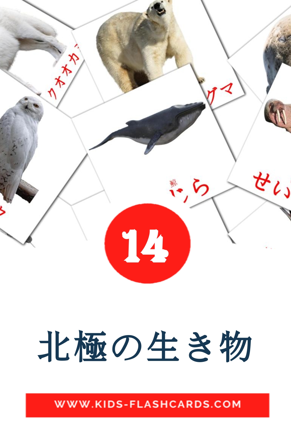 14 北極の生き物 Picture Cards for Kindergarden in japanese