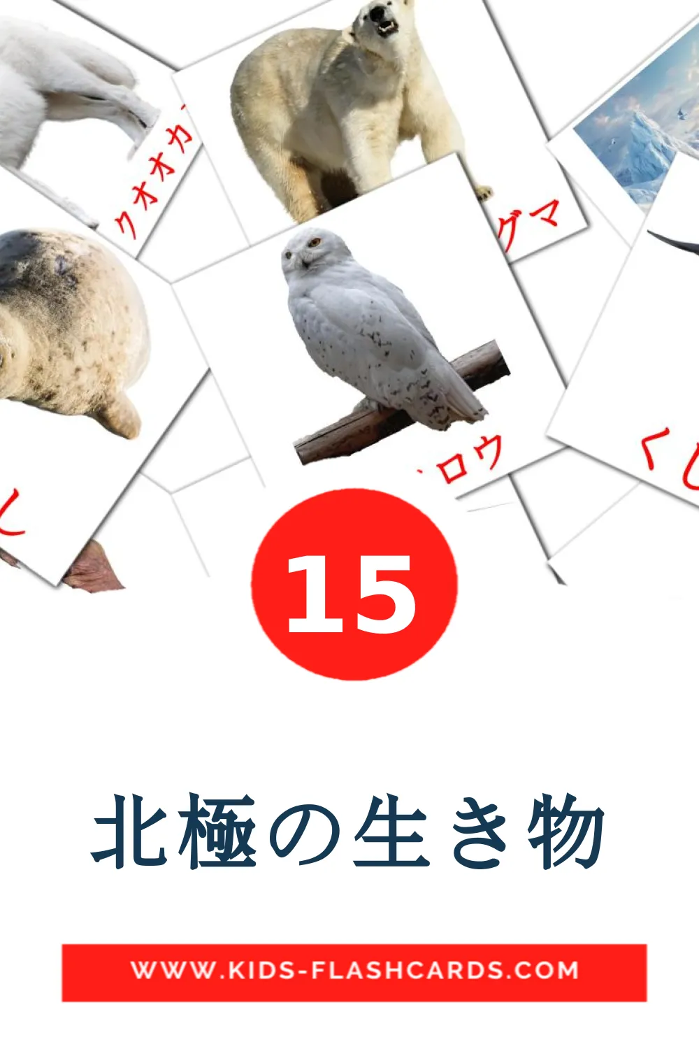 15 carte illustrate di 北極の生き物 per la scuola materna in giapponese