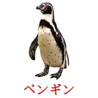 ペンギン picture flashcards