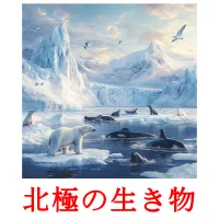 北極の生き物 flashcards illustrate