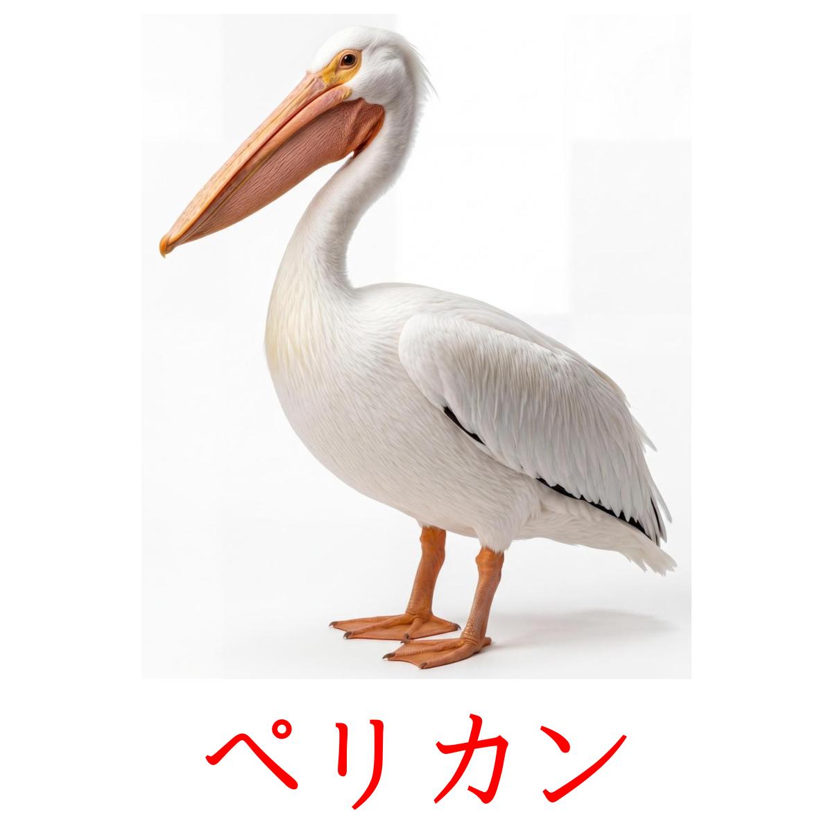 18 Free Wild Birds Flashcards In 4 Pdf Formats Japanese Pictures