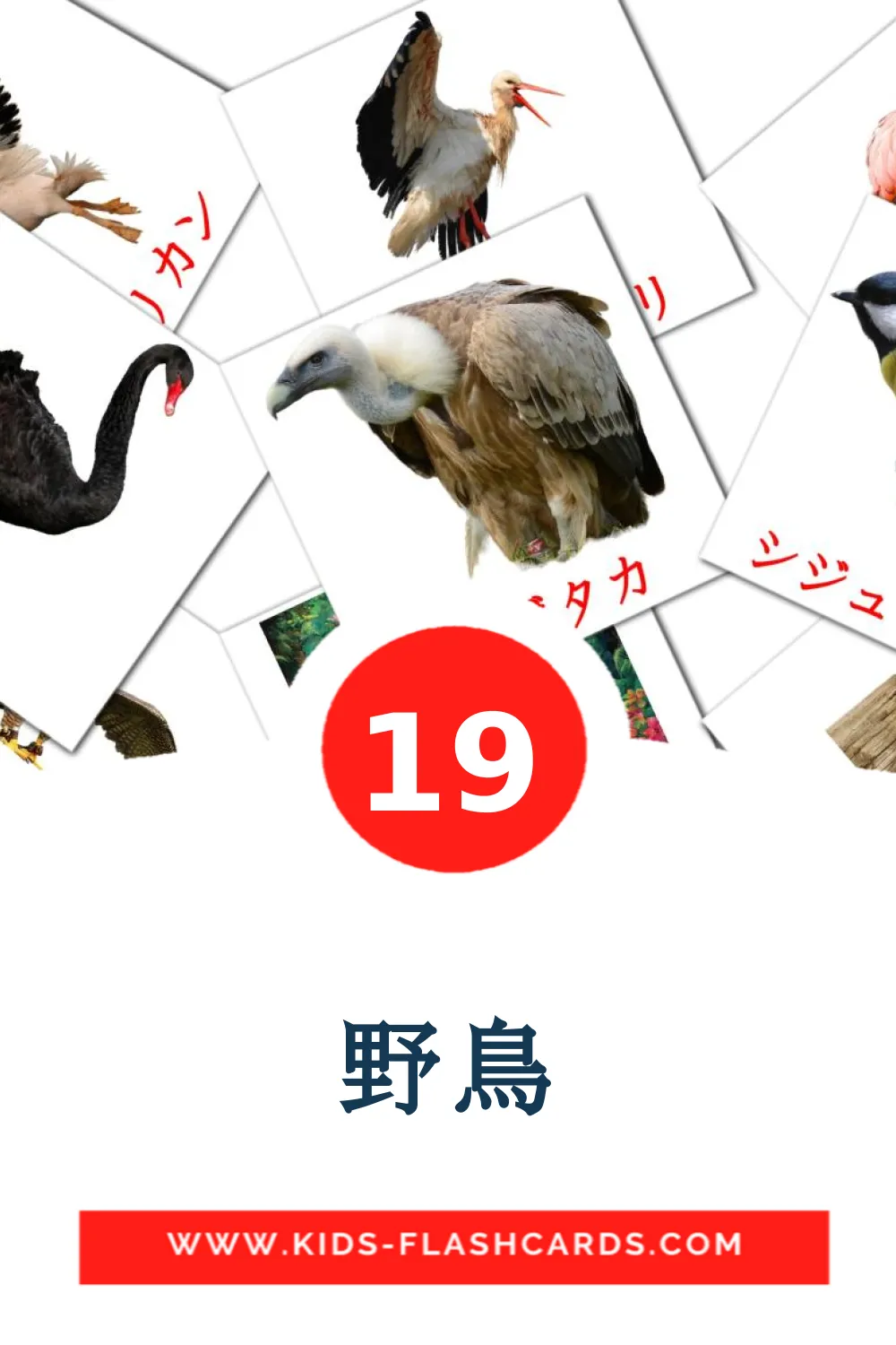 19 carte illustrate di 野鳥 per la scuola materna in giapponese