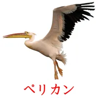 ペリカン flashcards illustrate