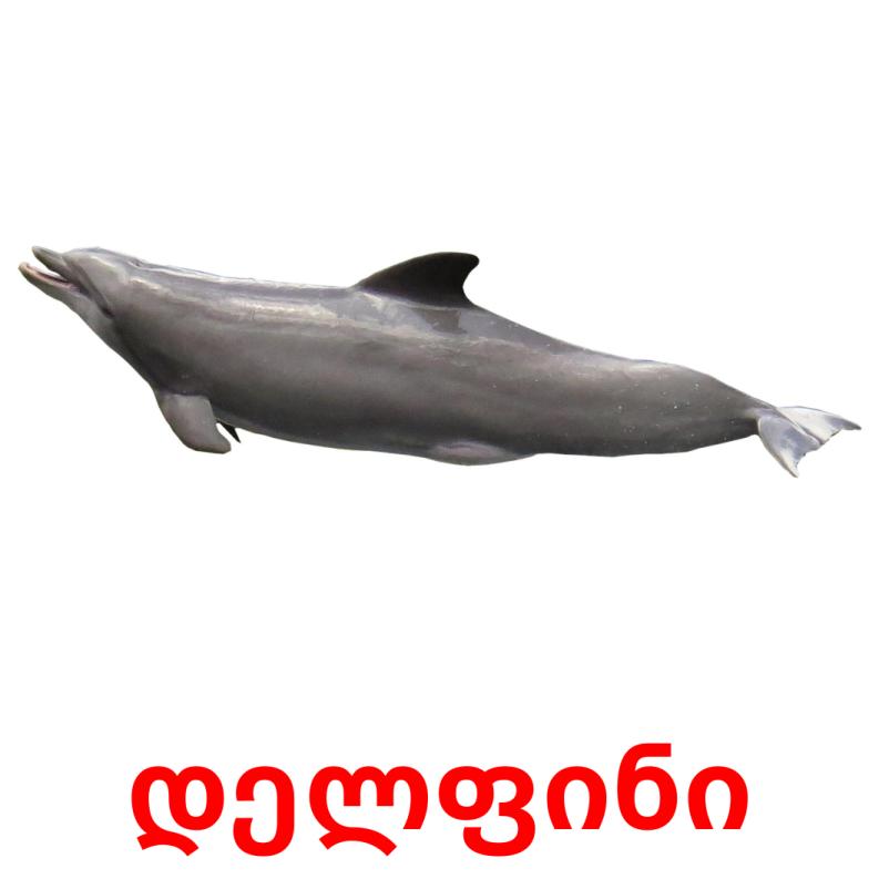 დელფინი Bildkarteikarten
