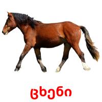 ცხენი card for translate