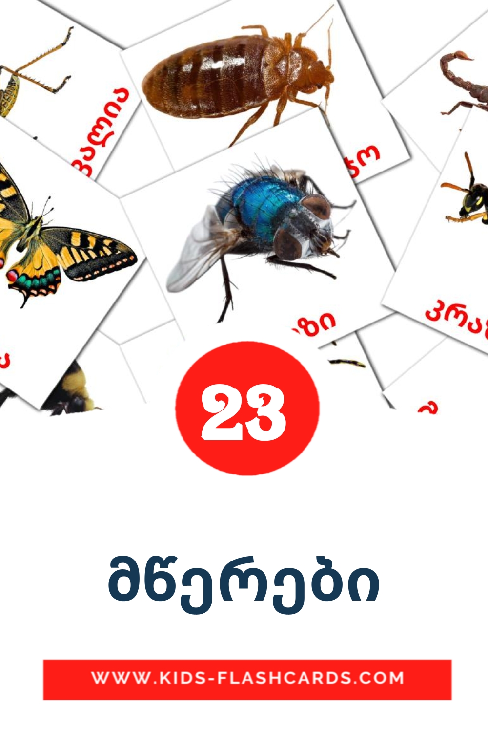 23 tarjetas didacticas de მწერები para el jardín de infancia en georgiano