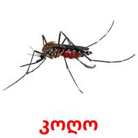 კოღო flashcards illustrate