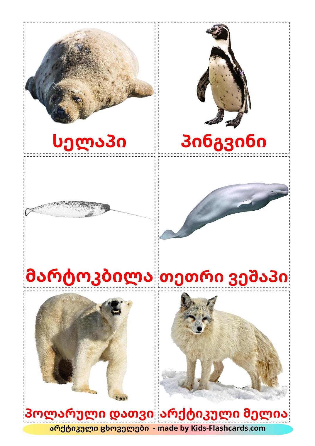 Animali artici - 14 flashcards georgiano stampabili gratuitamente