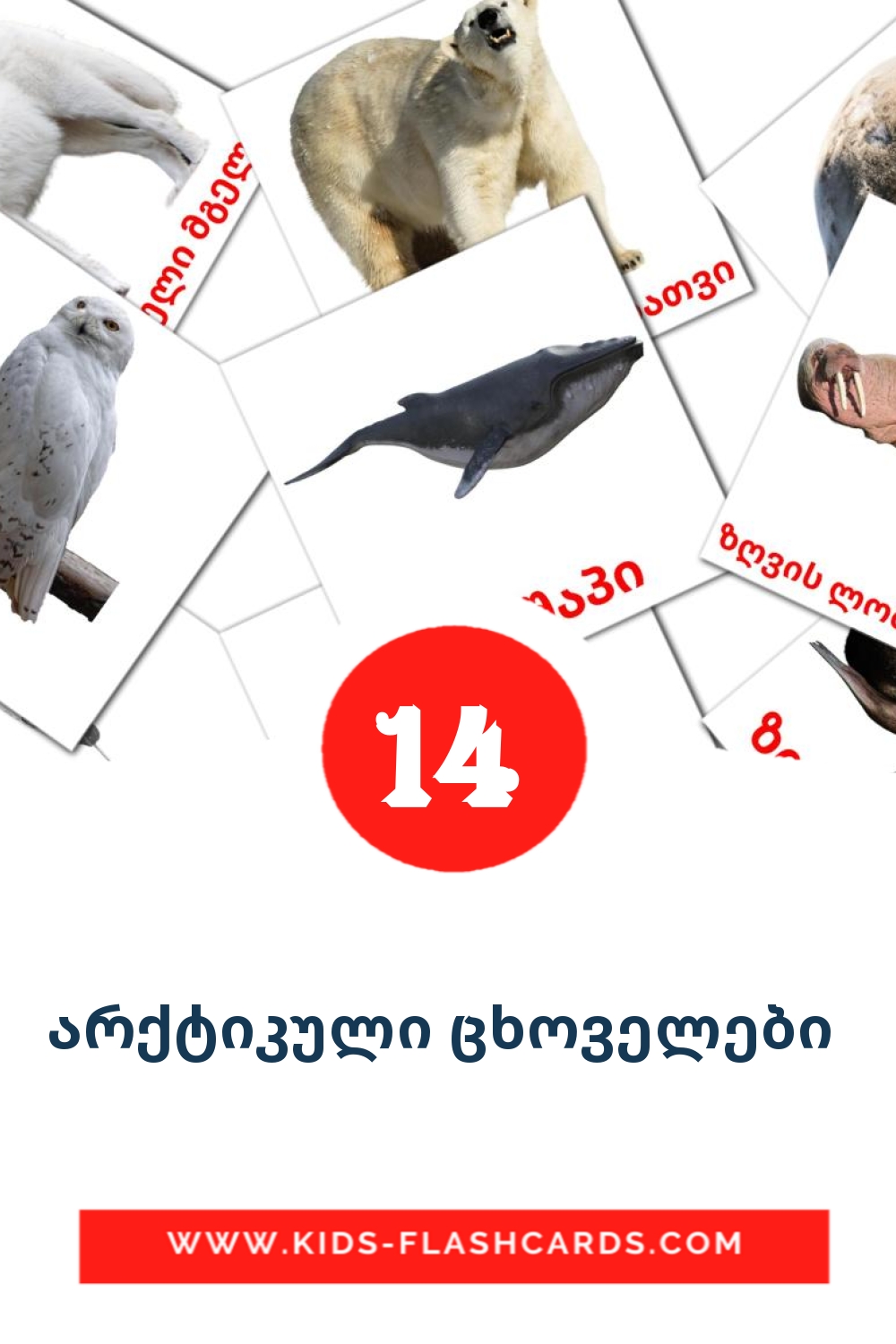 14 cartes illustrées de არქტიკული ცხოველები  pour la maternelle en géorgien