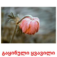 გაყინული ყვავილი card for translate