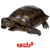 ಆಮೆ picture flashcards