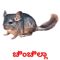 ಚಿಂಚಿಲ್ಲಾ picture flashcards