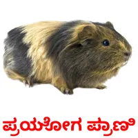 ಪ್ರಯೋಗ ಪ್ರಾಣಿ picture flashcards