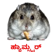 ಹ್ಯಾಮ್ಸ್ಟರ್ picture flashcards