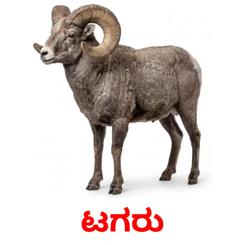 15 FREE Farm animals Flashcards | PDF | Kannada Words