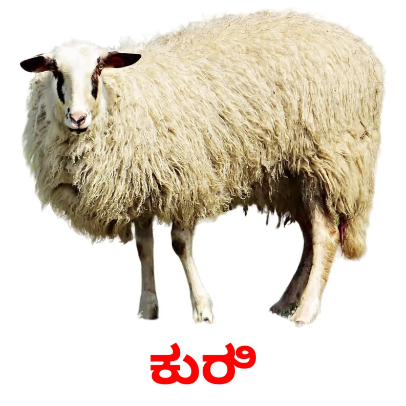 15 FREE Farm animals Flashcards PDF Kannada Words