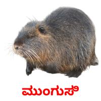 ಮುಂಗುಸಿ picture flashcards