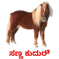 ಸಣ್ಣ ಕುದುರೆ cartes flash