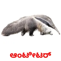 ಆಂಟೀಟರ್ picture flashcards