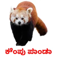 ಕೆಂಪು ಪಾಂಡಾ picture flashcards