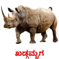 ಖಡ್ಗಮೃಗ picture flashcards