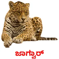 ಜಾಗ್ವಾರ್ picture flashcards