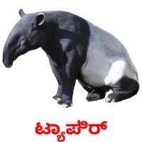 ಟ್ಯಾಪಿರ್ picture flashcards