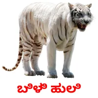 ಬಿಳಿ ಹುಲಿ picture flashcards